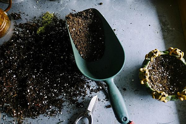 Entretien du Jardin Saison par Saison
